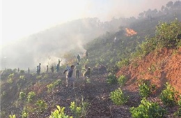 Thêm hai vụ cháy rừng nghiêm trọng tại Nghệ An
